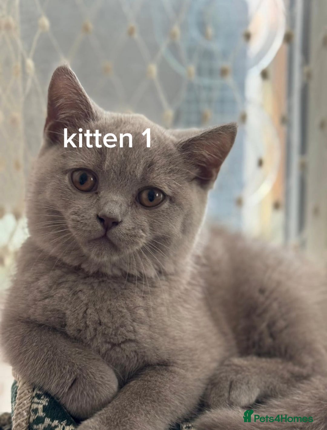 British Shorthair cats for sale: British short hair kittens up for sale (need gone) - Advert 4