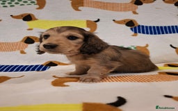Miniature Dachshund dogs for sale: Mini Long Haired Dachshund - Image 9