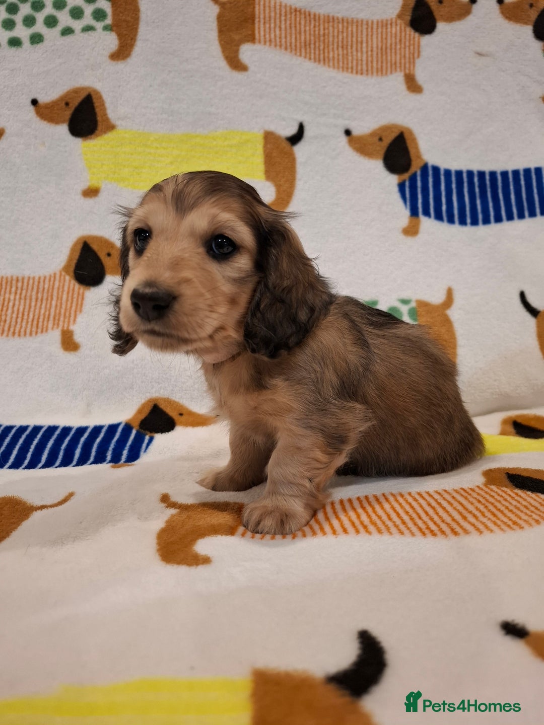 Miniature Dachshund dogs for sale: Mini Long Haired Dachshund - Image 9