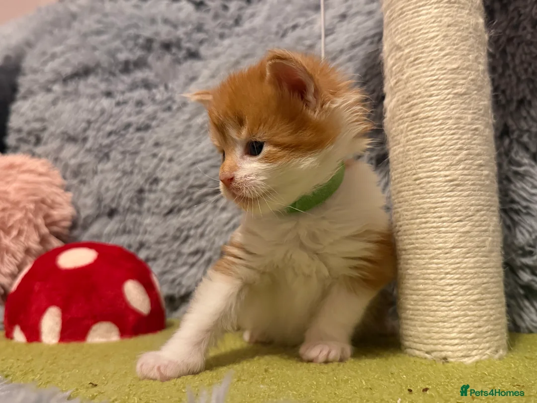 Maine Coon cats for sale: Maine coon kittens reds stunning pedigree’s  - Advert 2