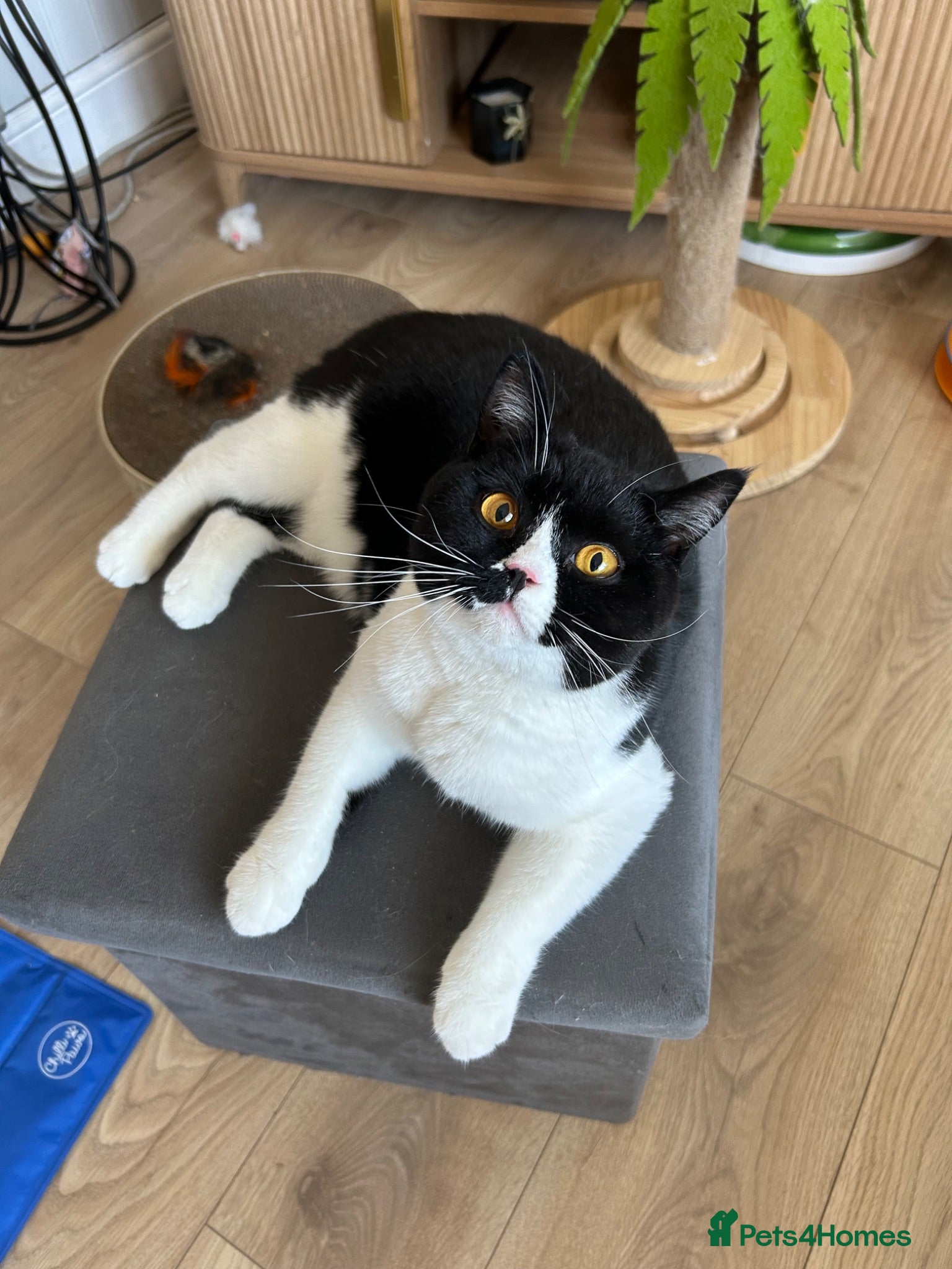 British Shorthair cats Beautiful Female Available  - Advert 1