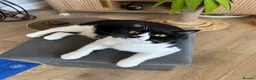 British Shorthair cats for sale: Beautiful Female Available  - Advert 1