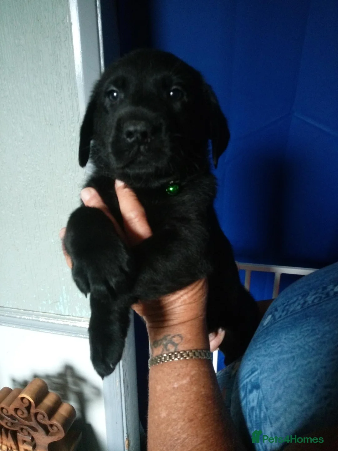 Labrador Retriever dogs for sale: 3 black Labrador puppys  - Advert 2