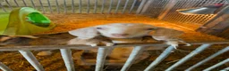 Goats livestock for sale: Fantastic proven Billy - Advert 10