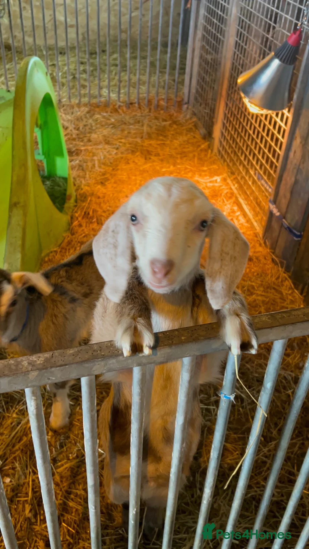 Goats livestock for sale: Fantastic proven Billy - Advert 10