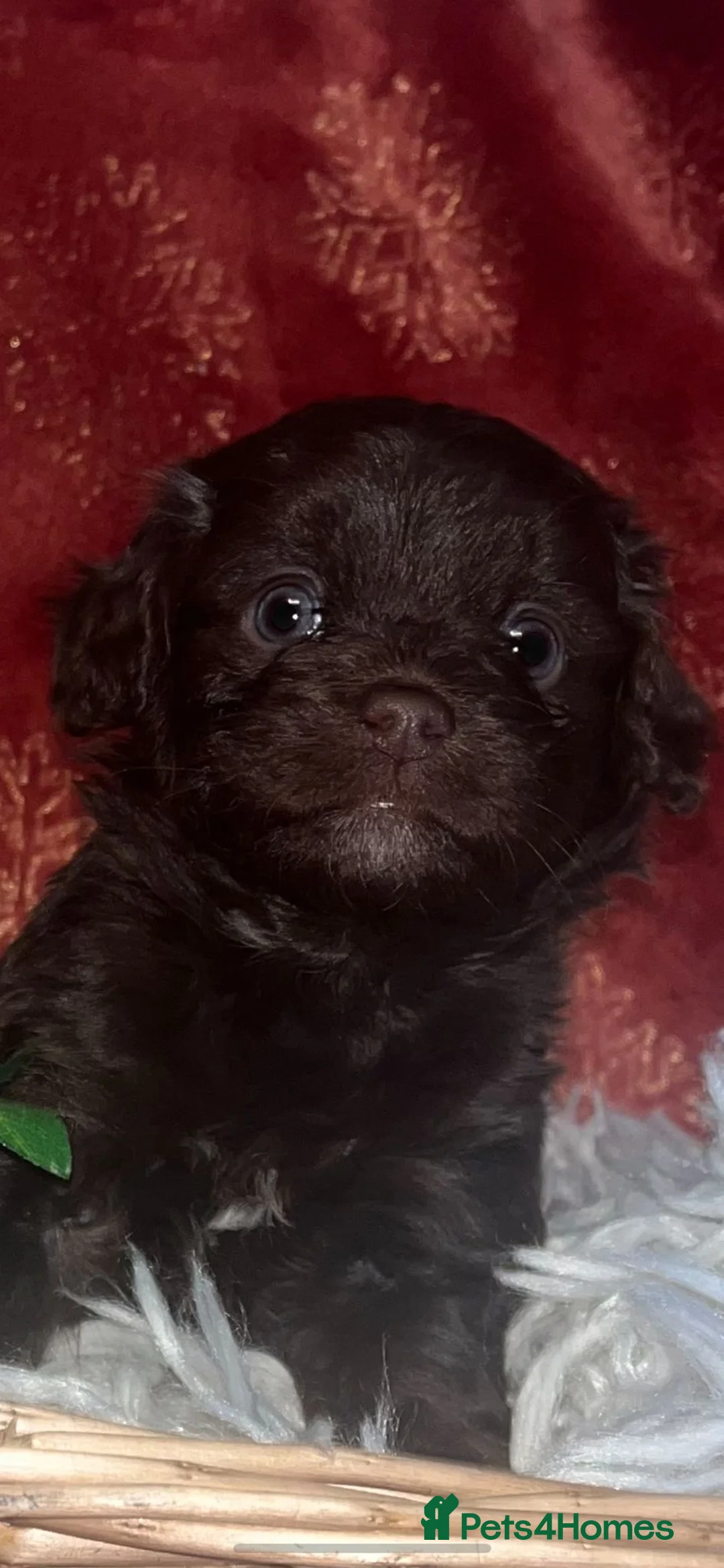 Cockapoo dogs for sale: Beautiful cockapoo puppies  - Advert 6