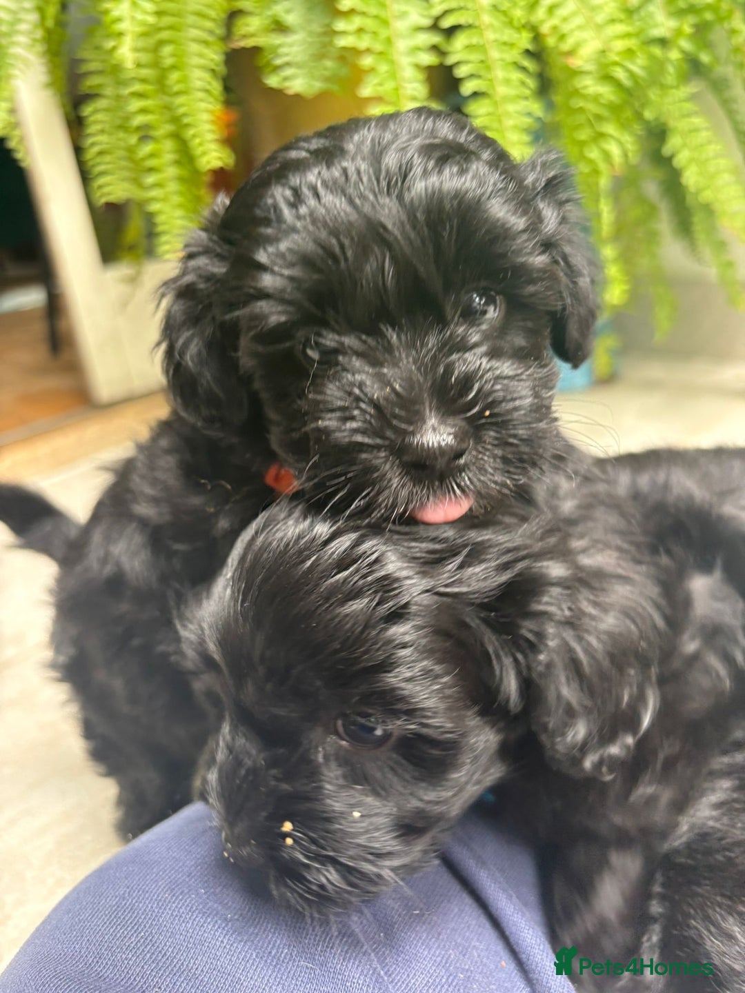 Mixed Breed dogs for sale: Cutest Havadoodles - Image 6