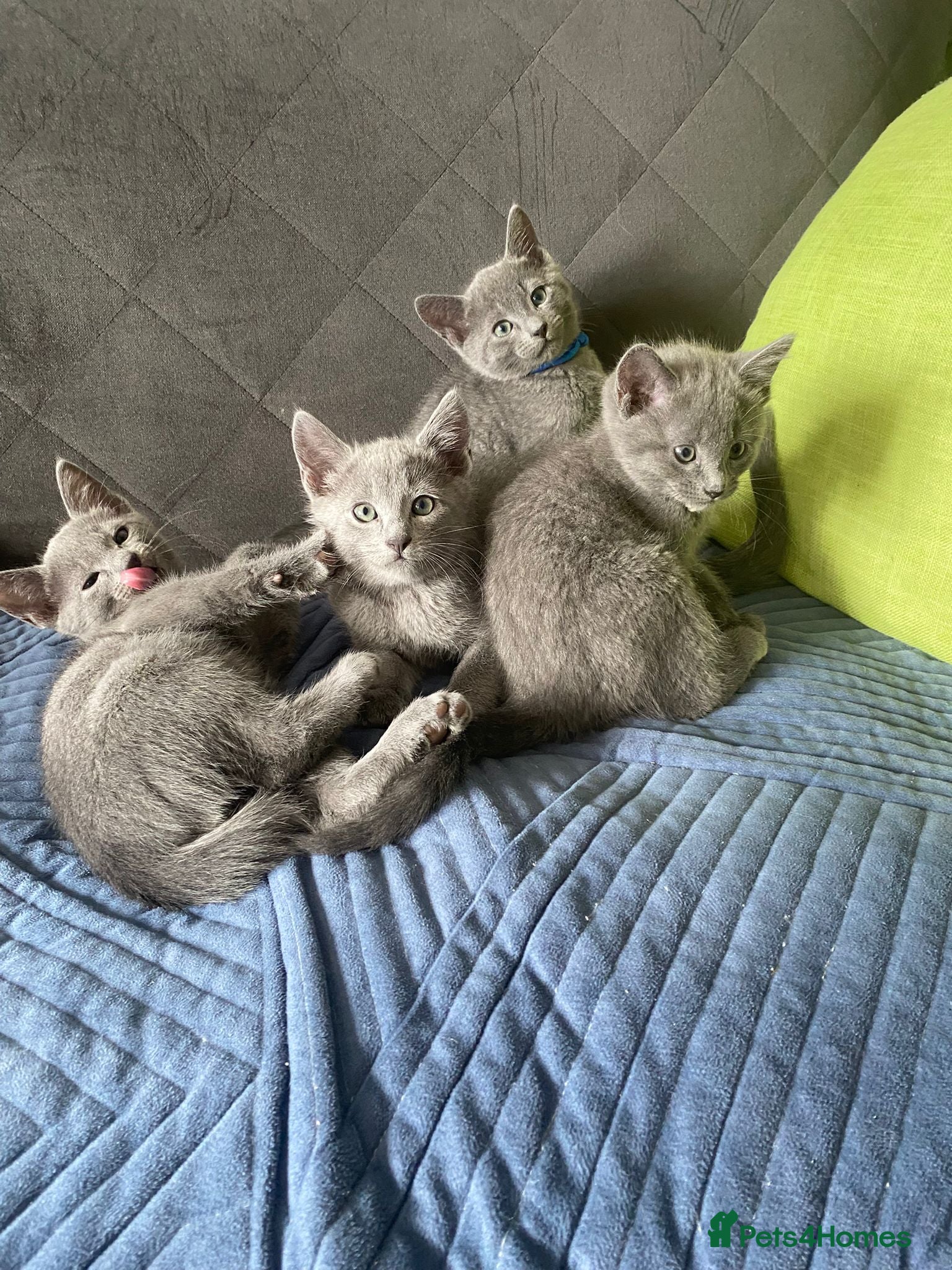 Russian Blue cats Russian Blue kittens 2 girls and 6 boys - Advert 2