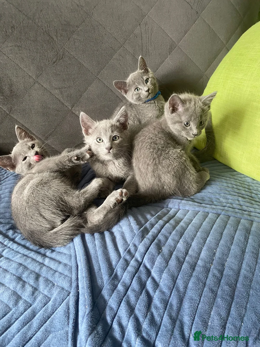 Russian Blue cats for sale: Russian Blue kittens 2 girls and 6 boys in Edinburgh - Advert 2