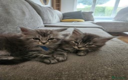 Maine Coon cats for sale: Maine coon kittens ready now  - Image 1