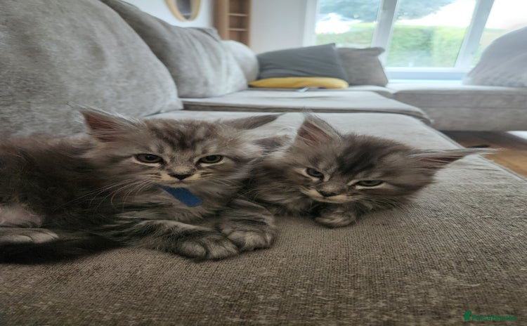 Maine Coon cats - Advert 1