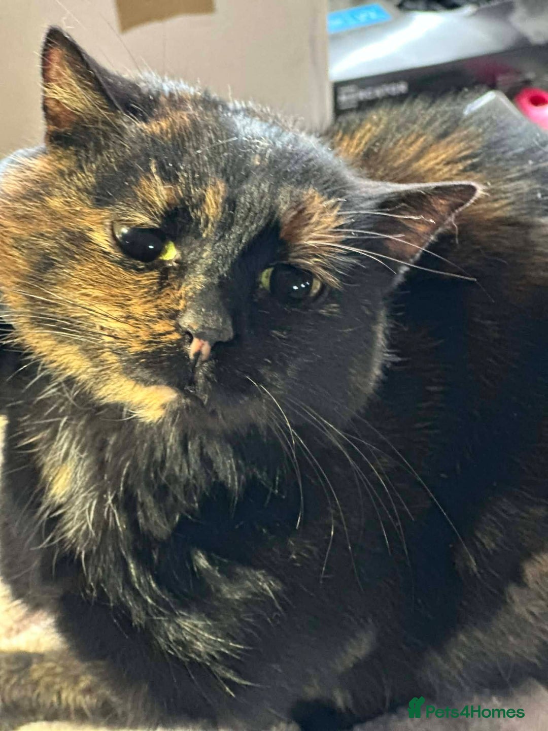 Mixed Breed cats for adoption: Ella for adoption - Advert 5