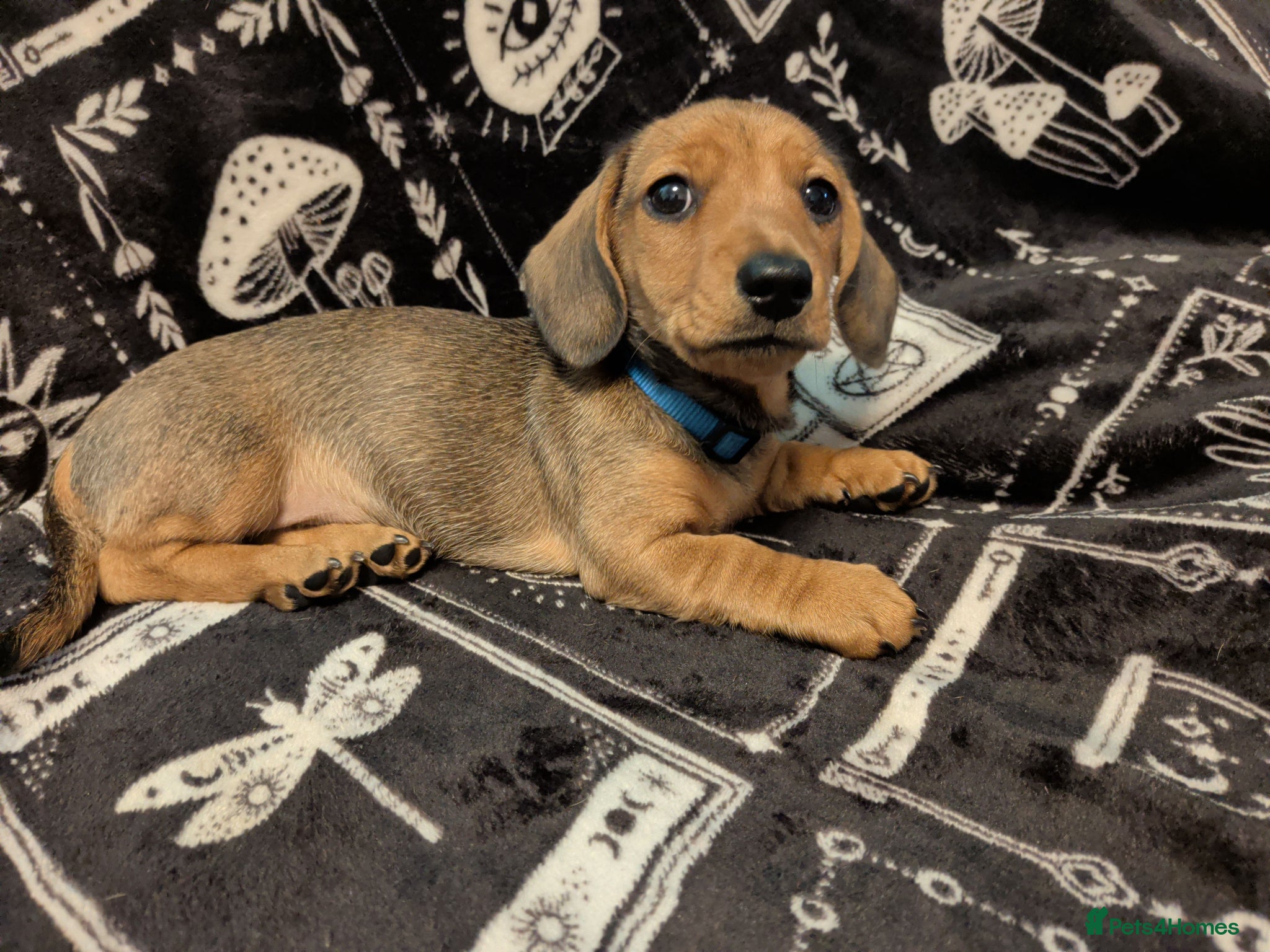Miniature Dachshund Boy - Blue