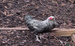 Chickens poultry for sale: A cockerel in disguise  - Image 2