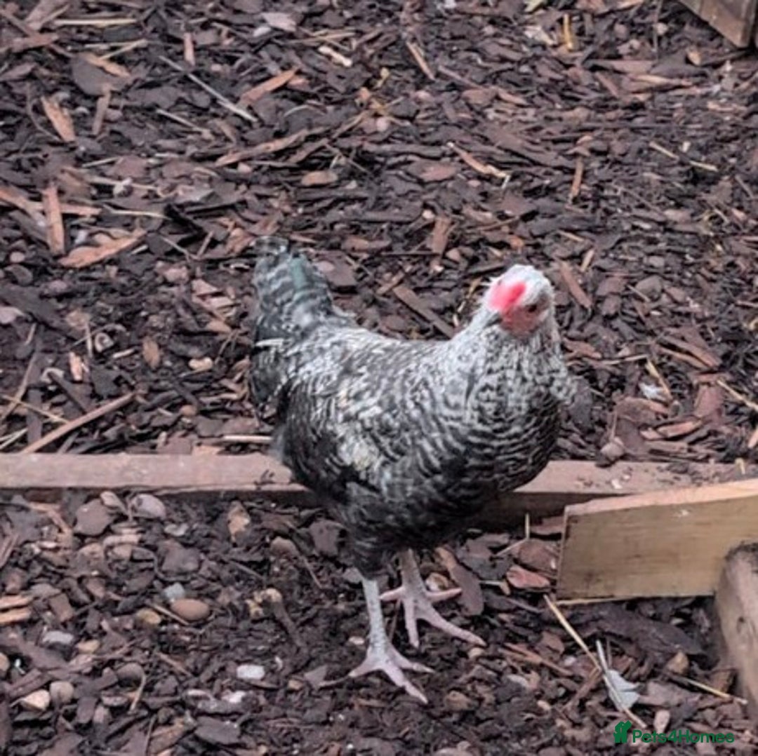 Chickens poultry for sale: A cockerel in disguise  - Image 2