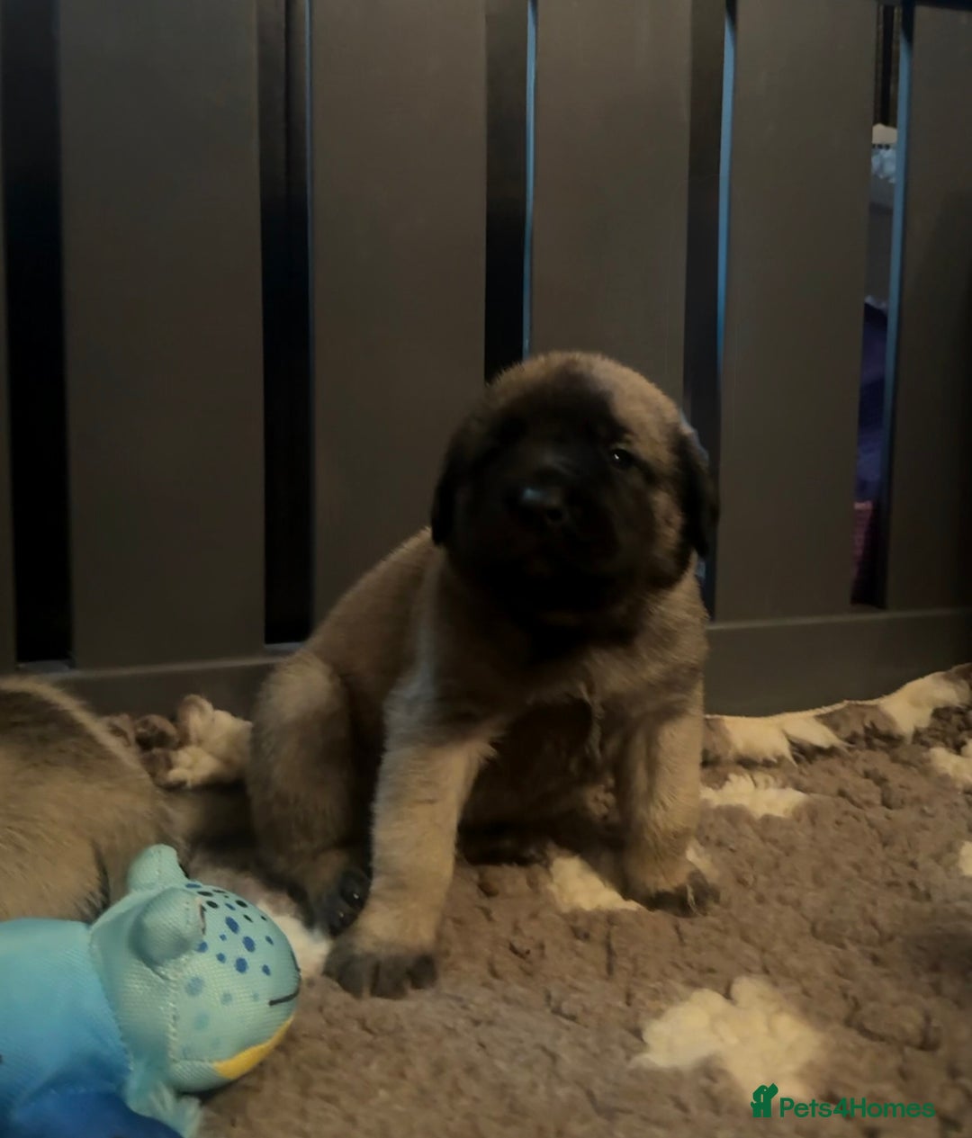 Mastiff dogs for sale: KC English mastiff Puppies  - Advert 18