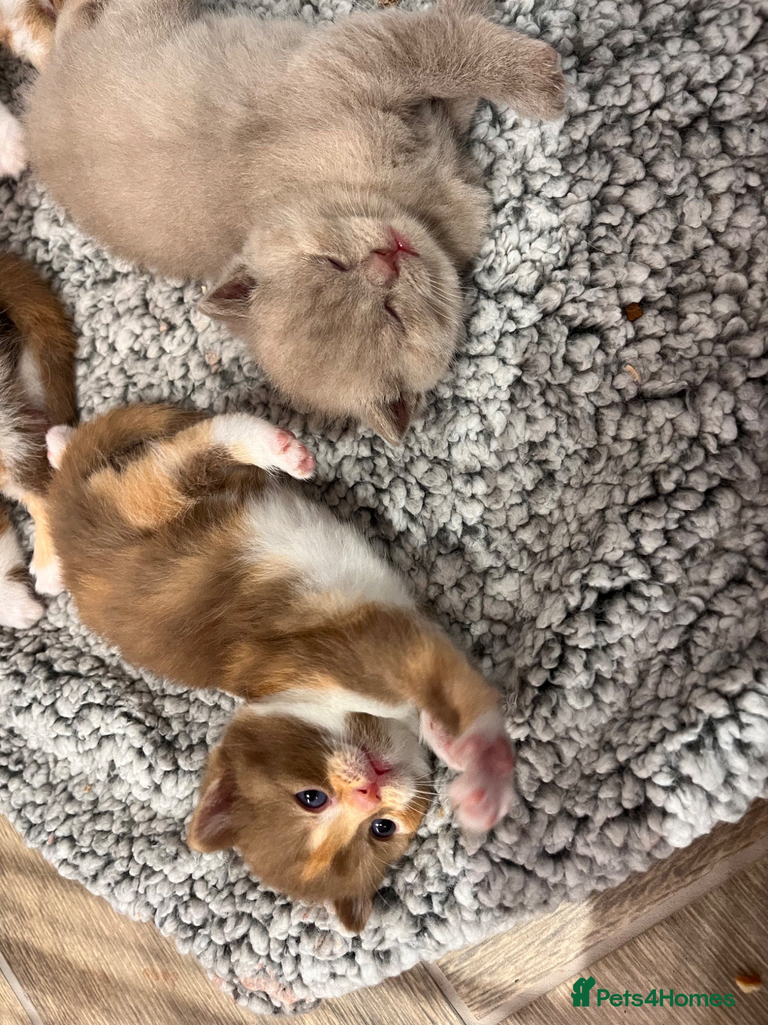 British Shorthair cats for sale: 🏆Gccf Cinnamon tortie Fawn Red bi colour 🏆 - Advert 19