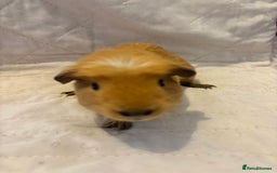 Guinea Pig rodents for sale: Gorgeous bonded boars - Image 3