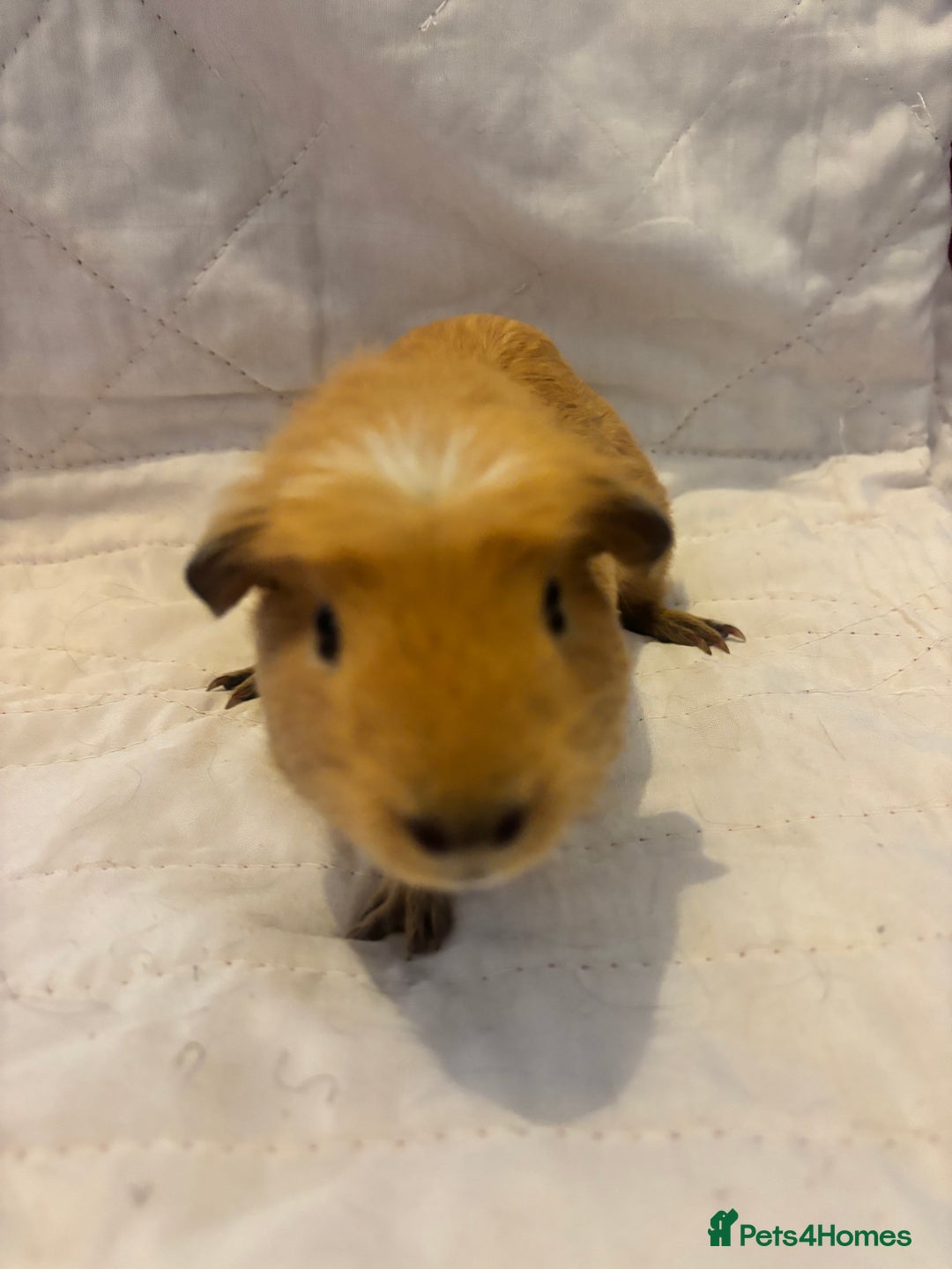 Guinea Pig rodents for sale: Gorgeous bonded boars - Image 3