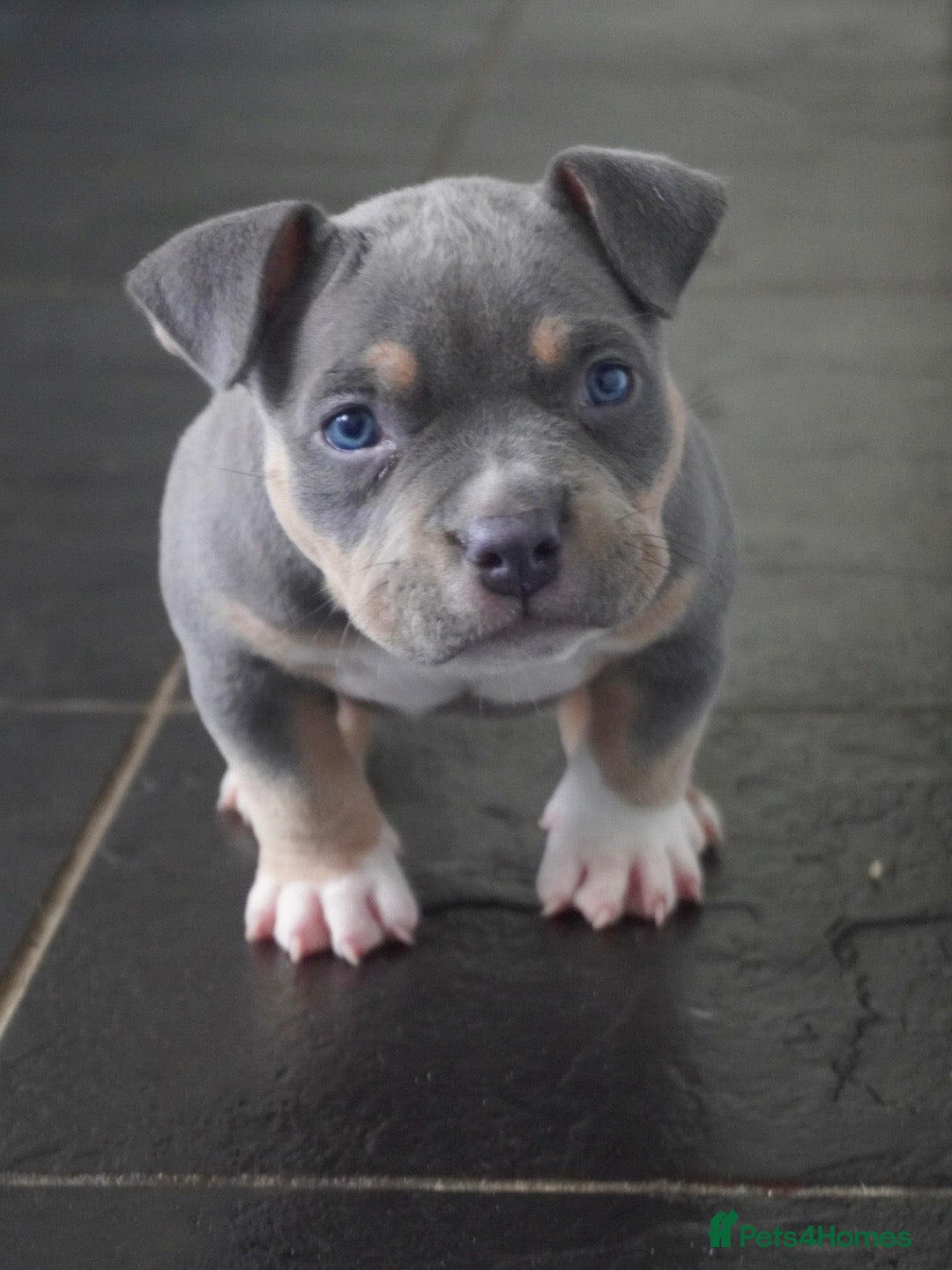 American Bully dogs American pocket bully puppies - Advert 7