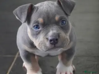 American Bully dogs American pocket bully puppies - Advert 7