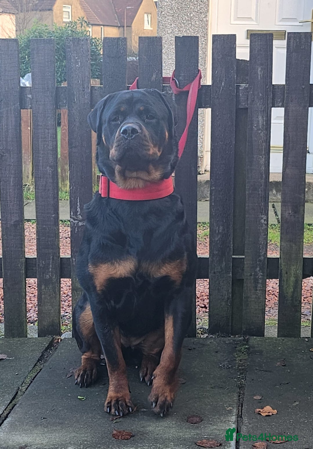 Rottweiler dogs for sale: KC chunky rottweiler puppies - Advert 16