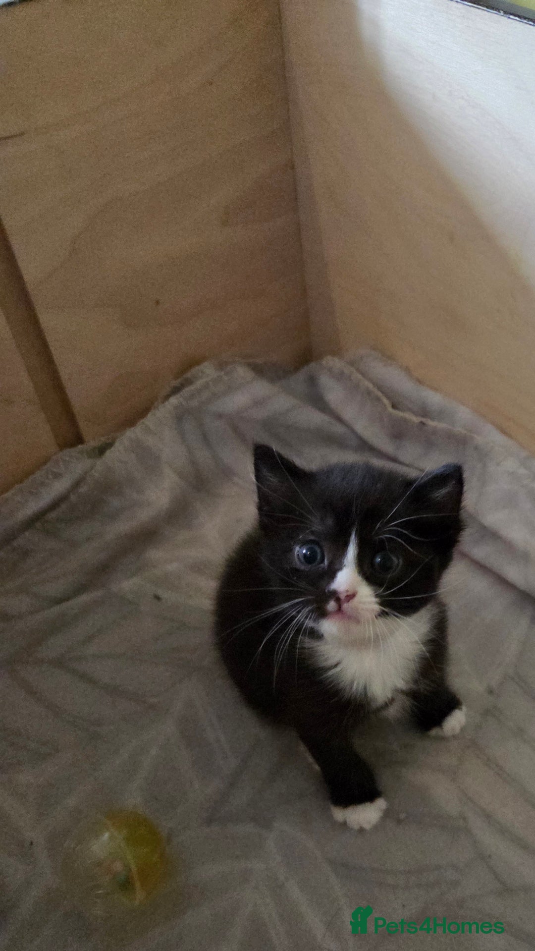 Ragdoll cats for sale: 3 beautiful girls ragdoll x domestic left! - Image 11