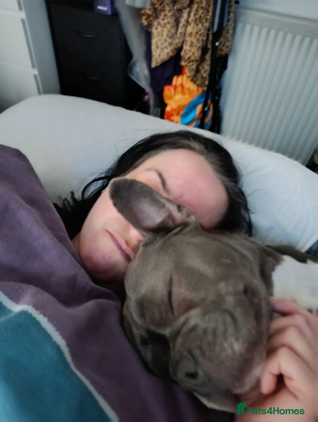 French Bulldog dogs for sale: Blue French Bulldog in Birmingham - Advert 6