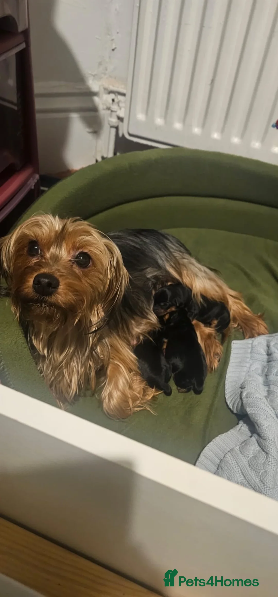 Yorkshire Terrier dogs for sale: 2 male and 1 female Yorkshire Terrier  - Advert 2