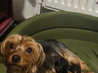 Yorkshire Terrier dogs 2 male and 1 female Yorkshire Terrier - Advert 9