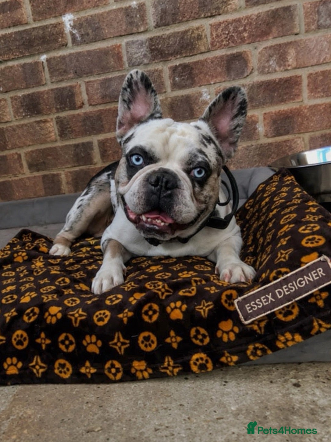 French Bulldog dogs limited time discount! 7 panel clear - Advert 17