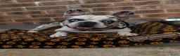 French Bulldog dogs for stud: limited time discount! 7 panel clear - Advert 7