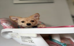 Chihuahua dogs for sale: Chihuahua x Italian volpino (4 puppies left ) 🏆 - Image 21