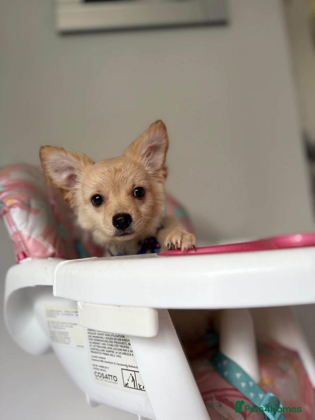 Chihuahua dogs for sale: Chihuahua x Italian volpino (4 puppies left ) 🏆 - Image 21
