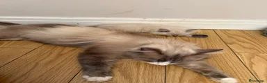 Siberian 1