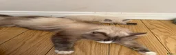 Siberian cats for sale: gorgeous male stud cat for sale - Advert 9