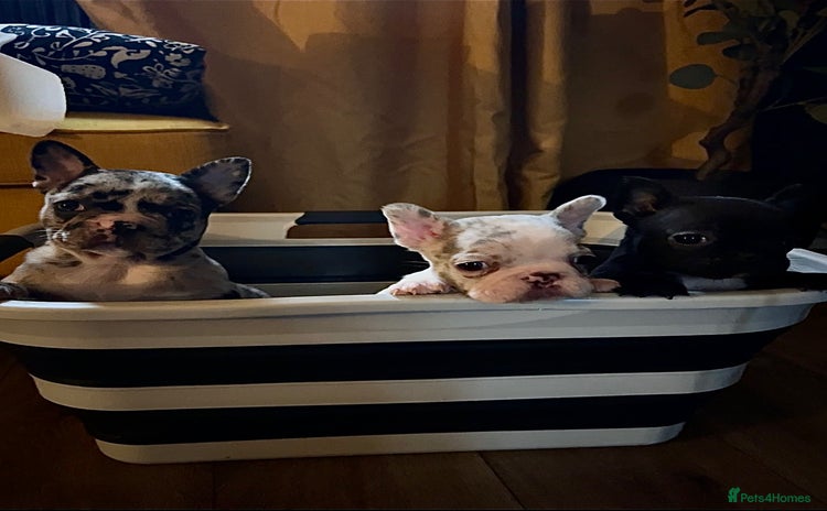 Mixed Breed dogs - Advert 3