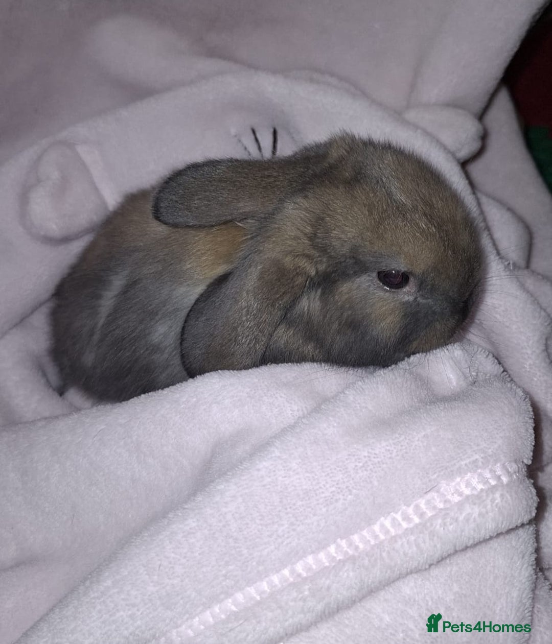 Mini Lop rabbits for sale: Mini Lops - Advert 3