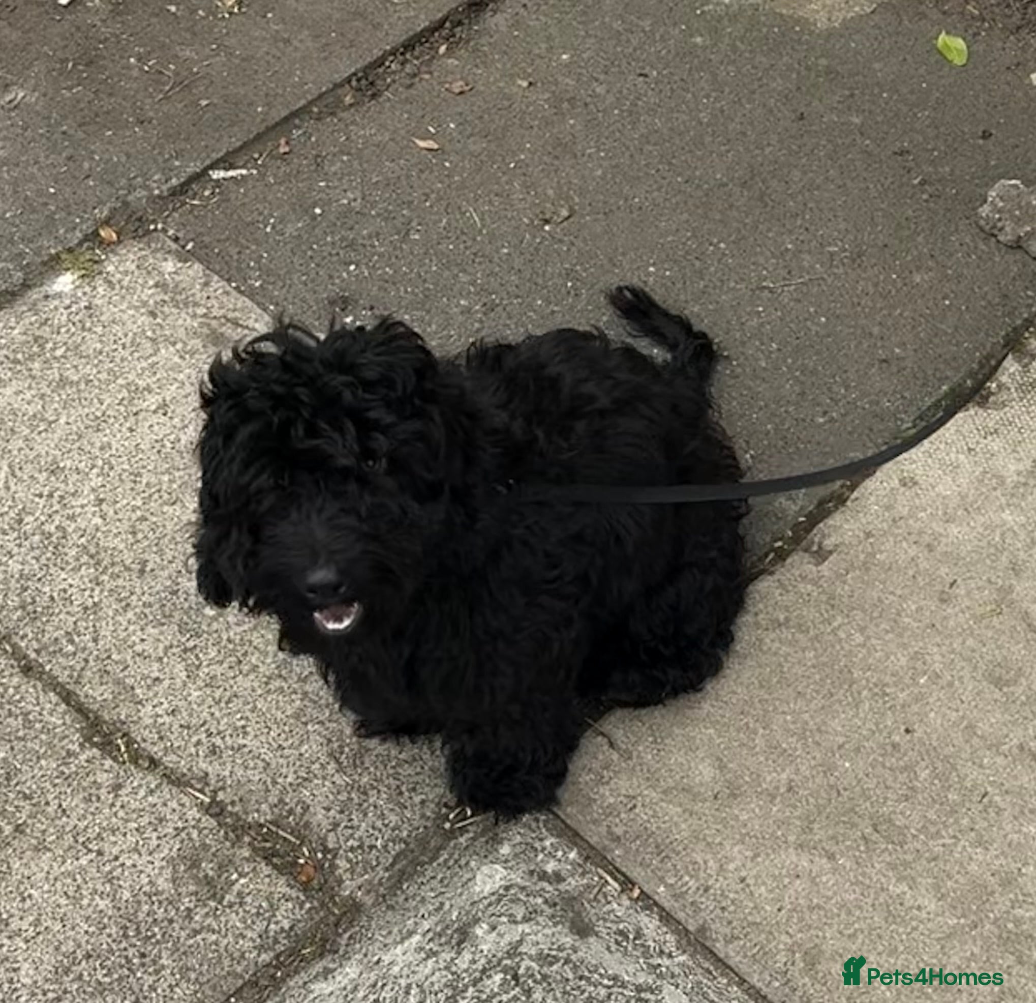 Mixed Breed dogs Charlie - Poodle Mix - Advert 1