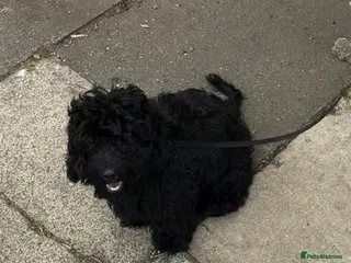 Mixed Breed dogs Charlie - Poodle Mix - Advert 1