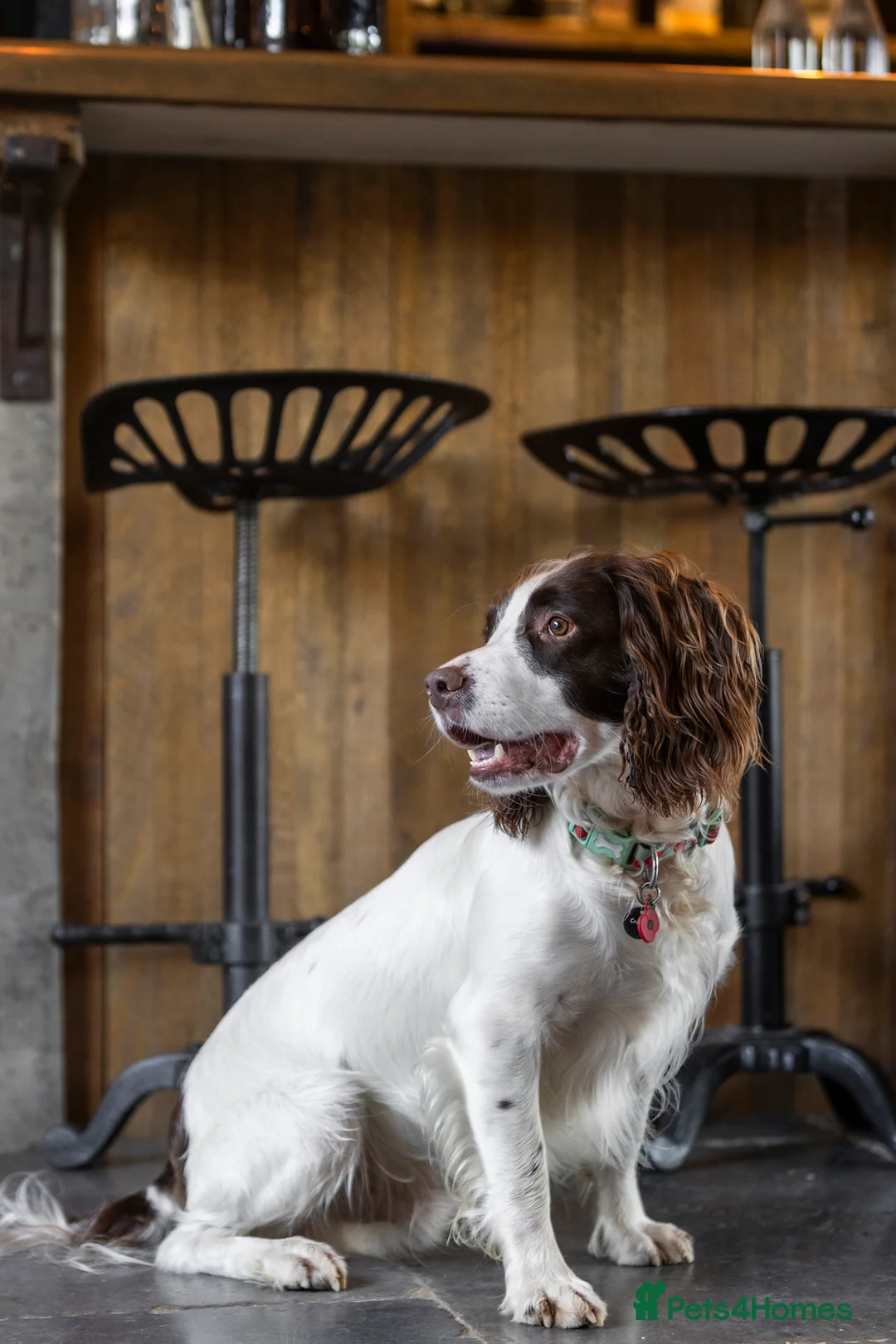 English Springer Spaniel dogs for stud: Jerry - KC Registered English Springer Spaniel  - Advert 18