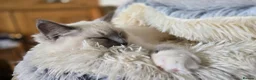 Ragdoll cats for stud: GCCF Active Blue Point Mitted Ragdoll Stud - Advert 4