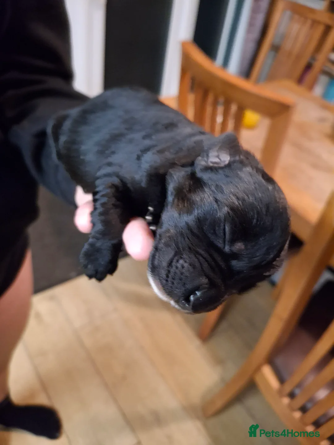 Mixed Breed dogs for sale: Lab cross springer/german shepard  in Bolton - Advert 3