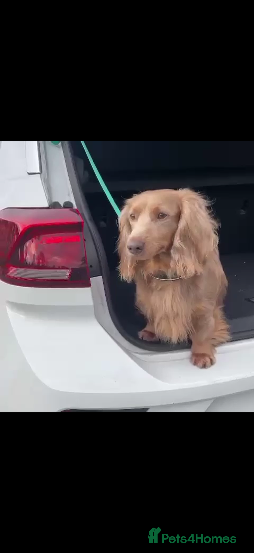 Miniature Dachshund dogs for sale: Fluffy Miniature Dachshund - Advert 13