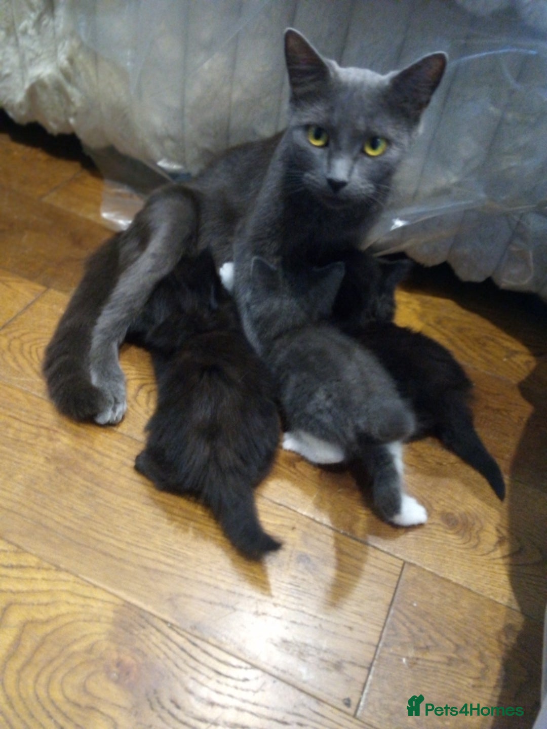 British Shorthair cats for sale: Grey British shorthair kittens seeking homes - Image 4