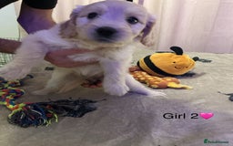 Mixed Breed dogs for sale: Beautiful chunky golden retriever x cockapoos  - Image 9