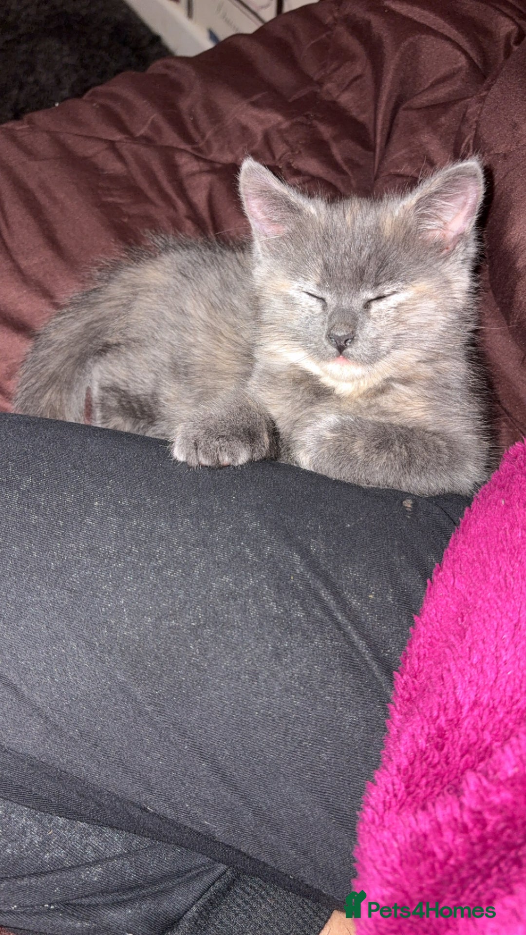 Mixed Breed cats for sale: Kitten for sale - Image 1