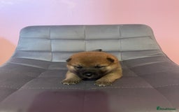 Japanese Shiba Inu dogs for sale: Adorable Japanese Shiba Inu Puppy Little Sunshine  - Image 7