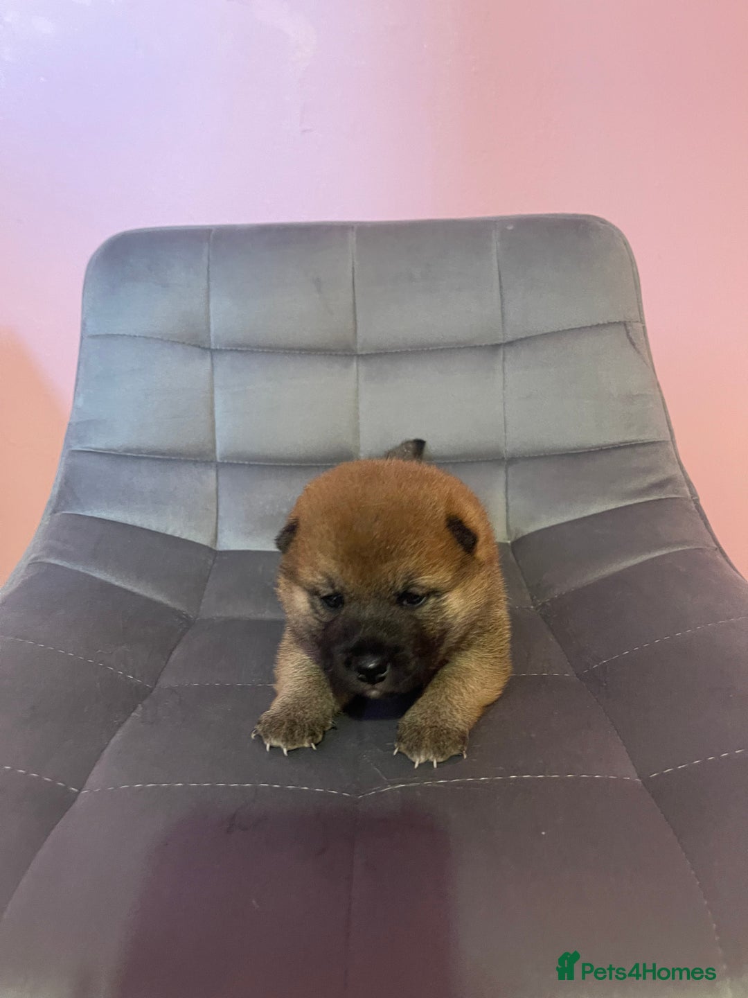 Japanese Shiba Inu dogs for sale: Adorable Japanese Shiba Inu Puppy Little Sunshine  - Image 7