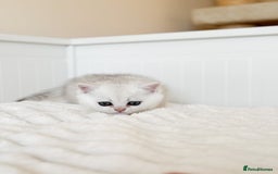 British Shorthair cats for sale: Pedigree British Shorthair kittens - Image 20